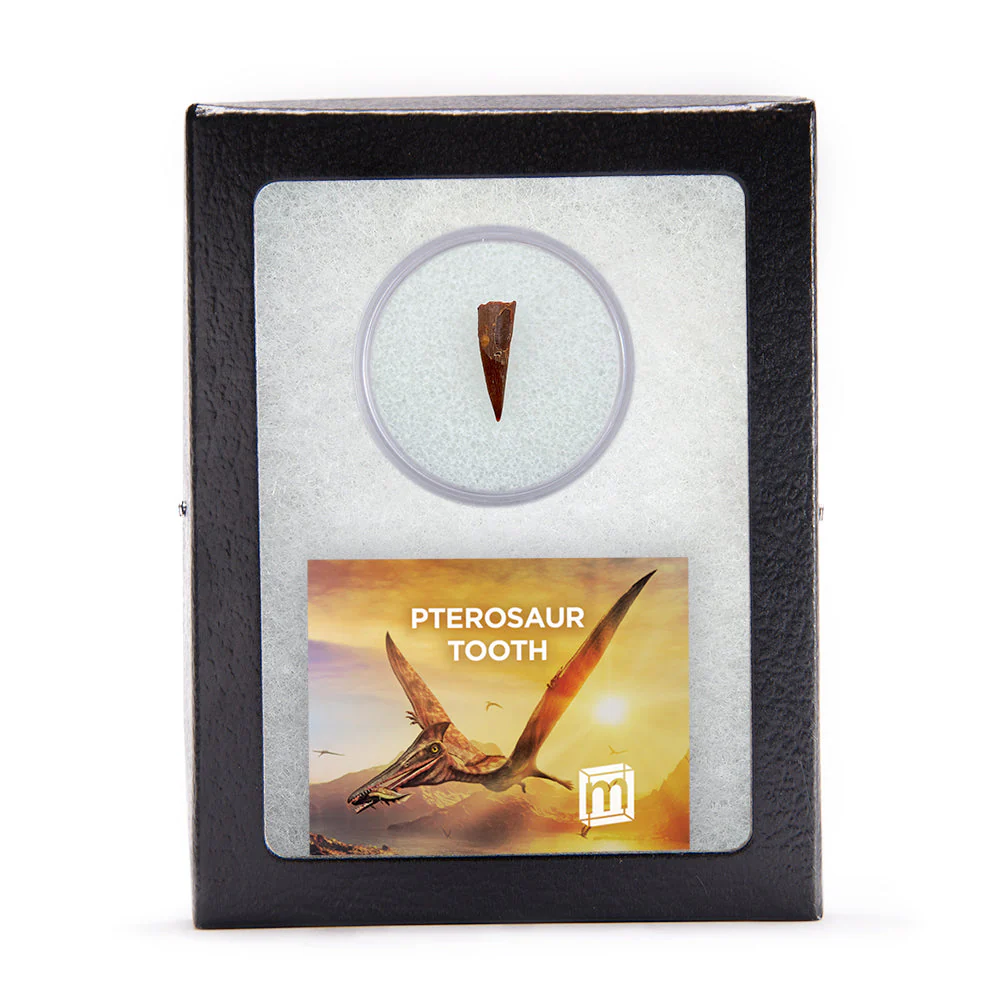 Pterosaur Tooth - Classic Riker Box Specimens - Image 5